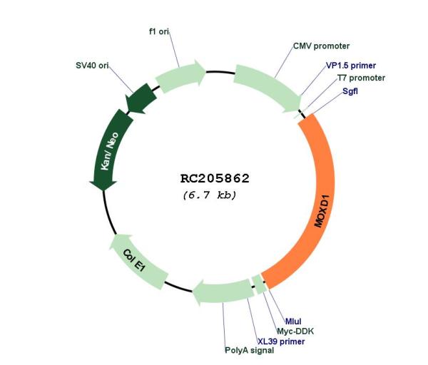 Circular map for RC205862