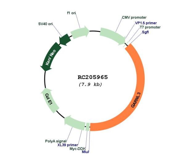 Circular map for RC205965