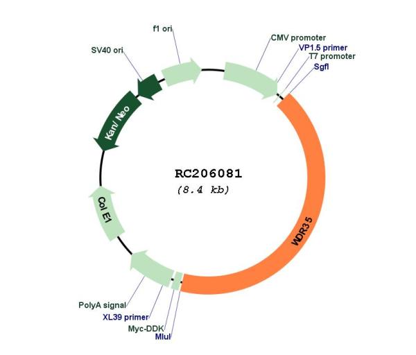 Circular map for RC206081