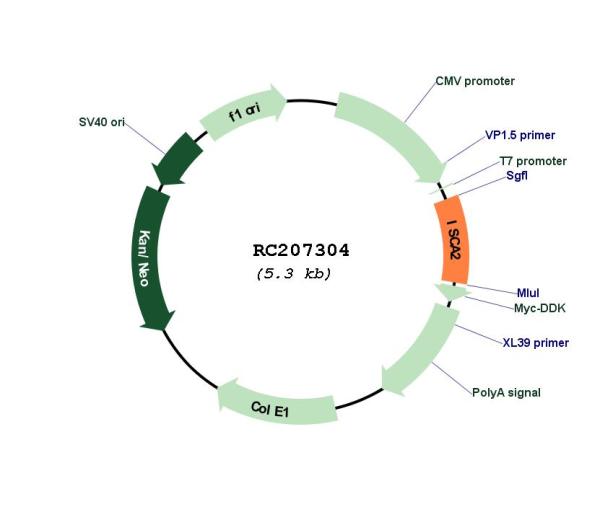 Circular map for RC207304