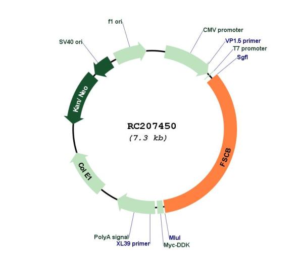 Circular map for RC207450