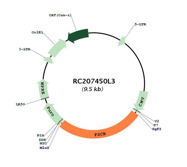 Circular map for RC207450L3