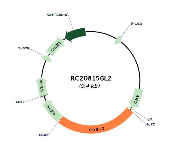 Circular map for RC208156L2
