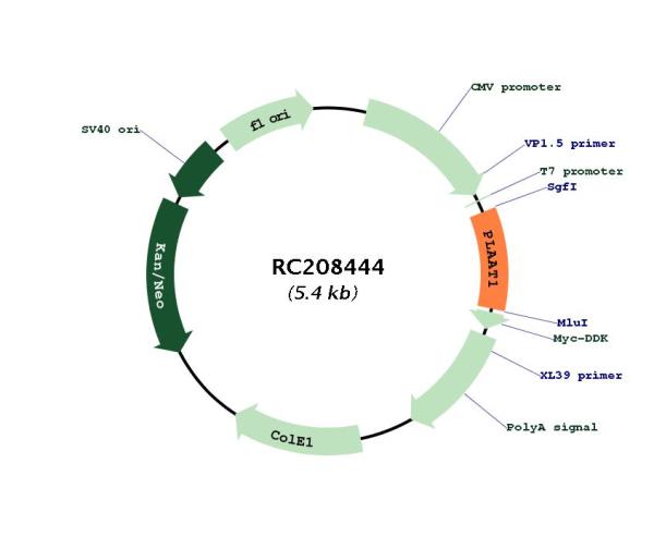 Circular map for RC208444