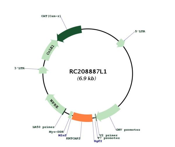 Circular map for RC208887L1