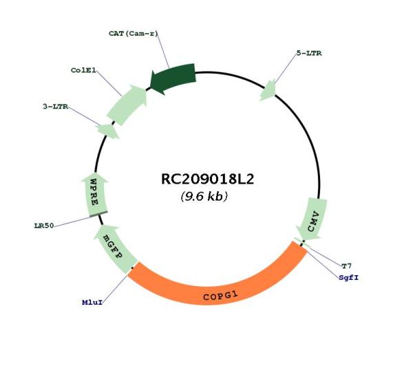 Circular map for RC209018L2