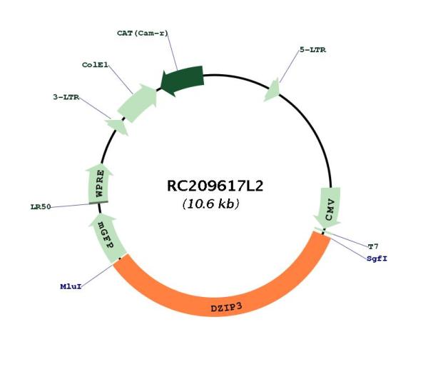 Circular map for RC209617L2