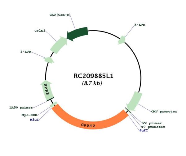 Circular map for RC209885L1