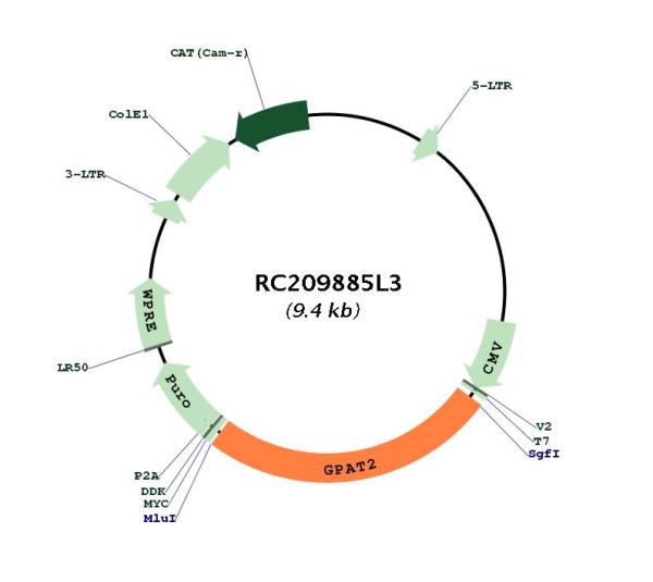 Circular map for RC209885L3