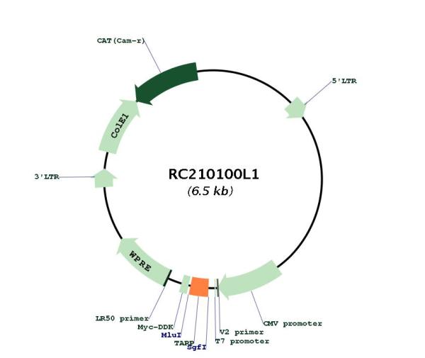 Circular map for RC210100L1