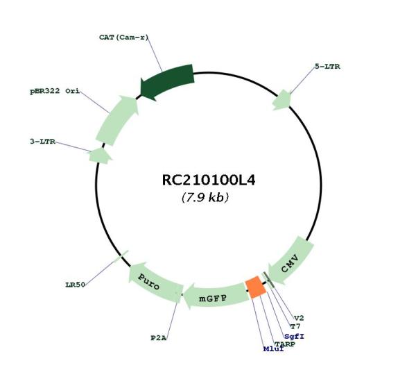 Circular map for RC210100L4