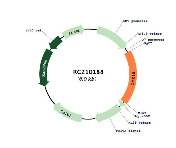 Circular map for RC210188