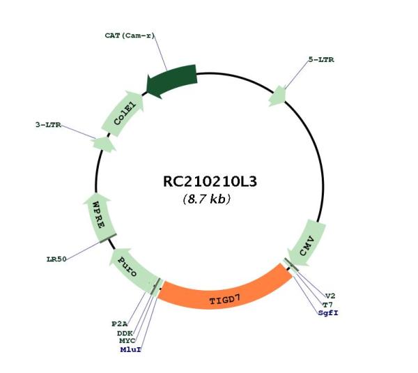 Circular map for RC210210L3