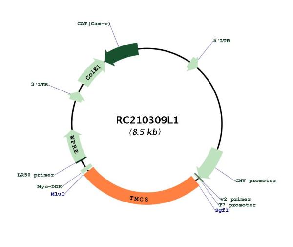 Circular map for RC210309L1