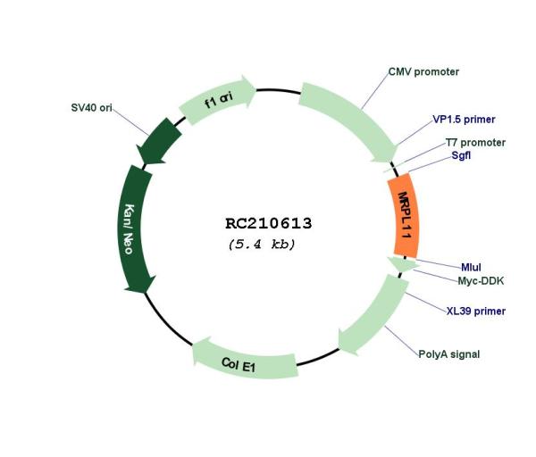 Circular map for RC210613