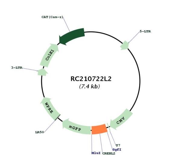 Circular map for RC210722L2