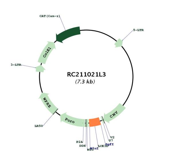 Circular map for RC211021L3