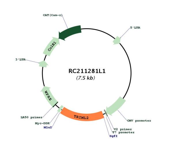 Circular map for RC211281L1
