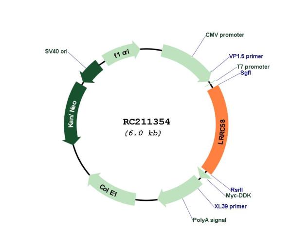 Circular map for RC211354