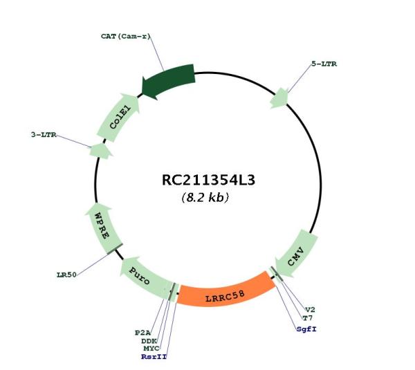 Circular map for RC211354L3