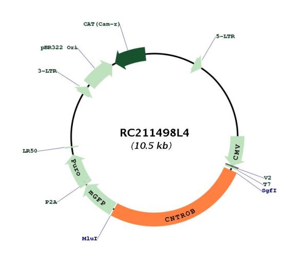 Circular map for RC211498L4