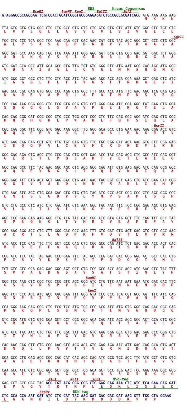 Plasmid Map for RC211552L3