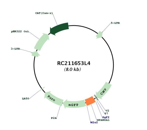 Circular map for RC211653L4