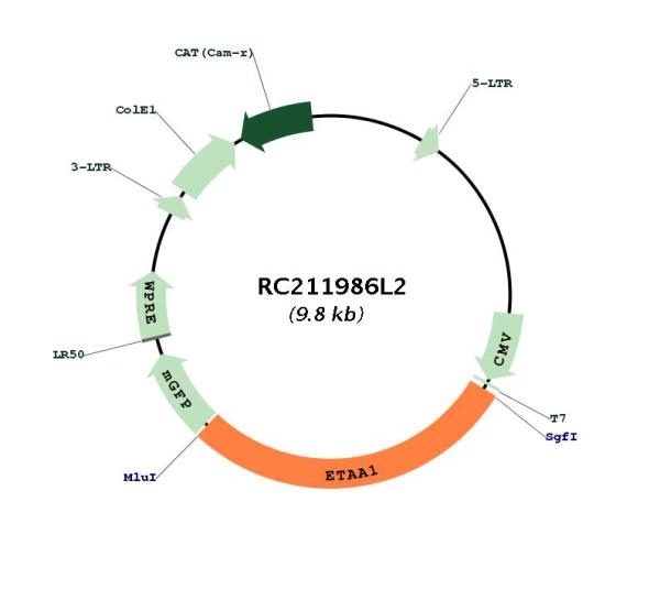 Circular map for RC211986L2