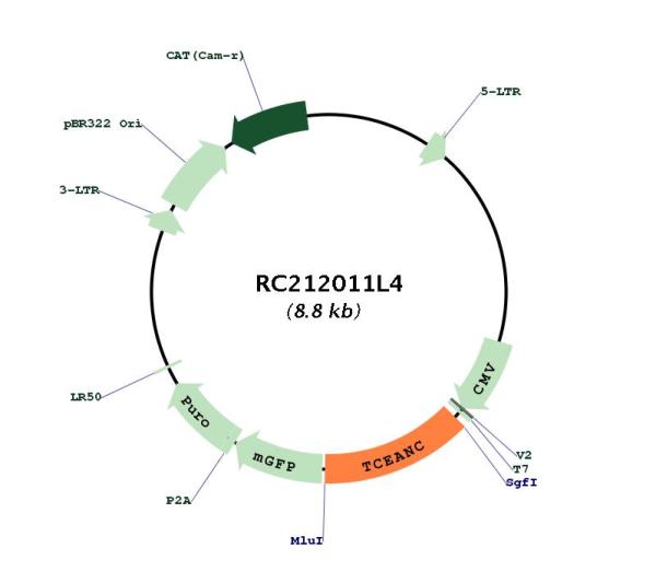 Circular map for RC212011L4