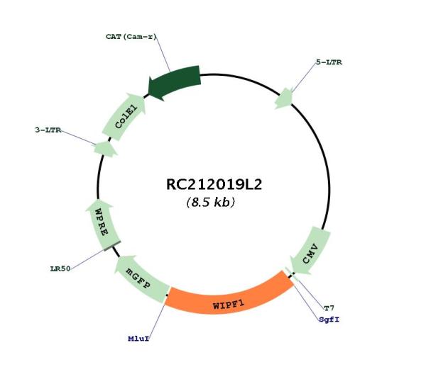 Circular map for RC212019L2