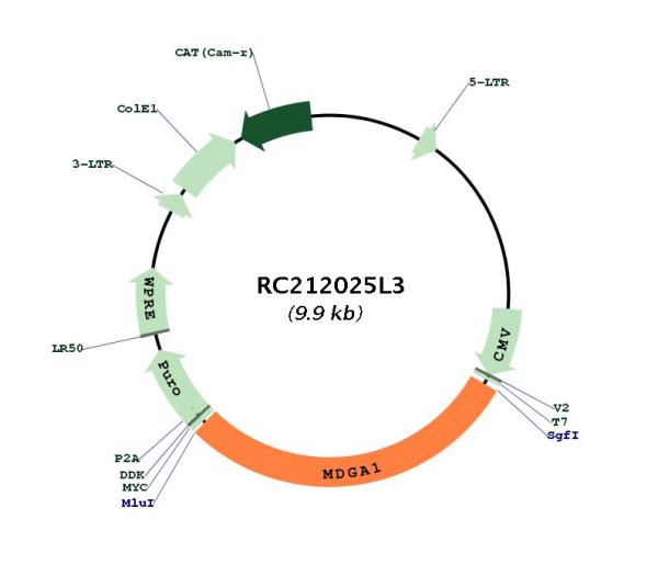 Circular map for RC212025L3
