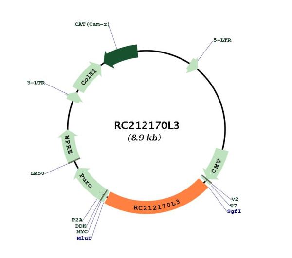 Circular map for RC212170L3