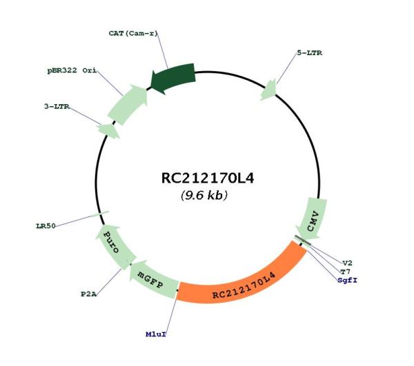 Circular map for RC212170L4