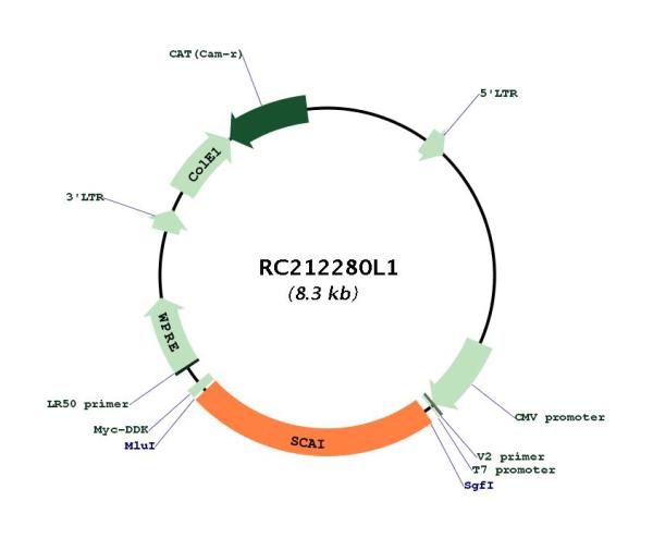 Circular map for RC212280L1