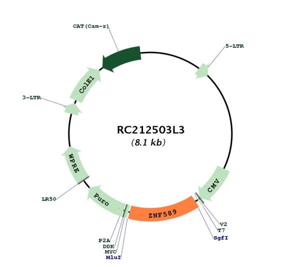 Circular map for RC212503L3