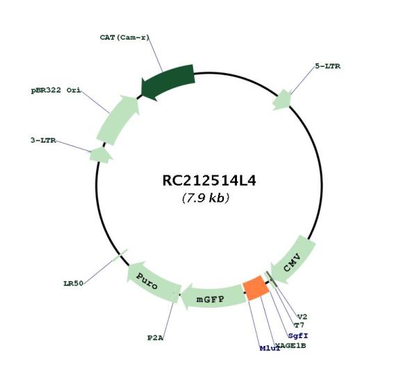 Circular map for RC212514L4