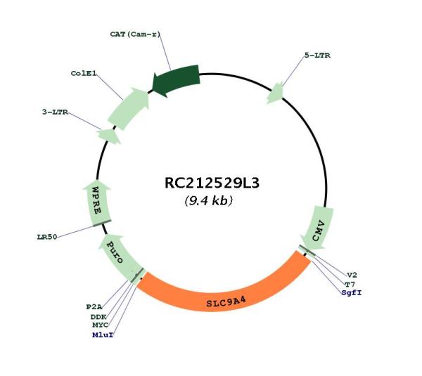 Circular map for RC212529L3