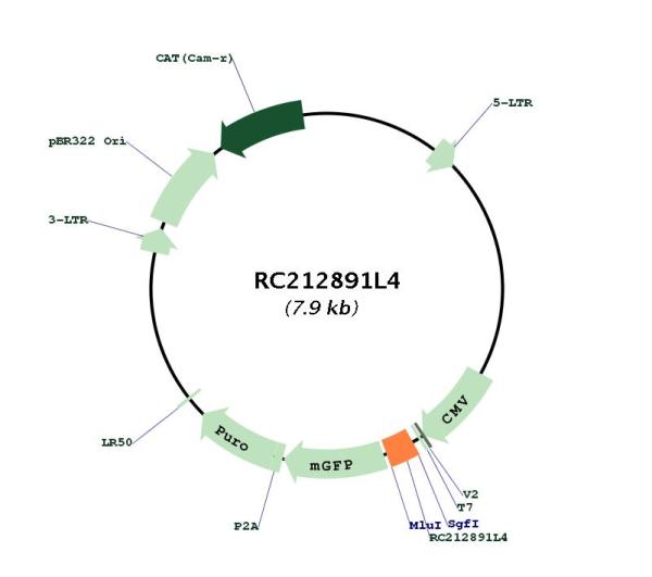 Circular map for RC212891L4