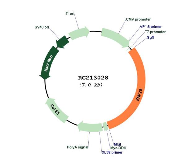 Circular map for RC213028