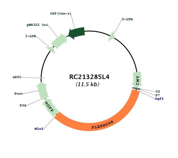 Circular map for RC213285L4
