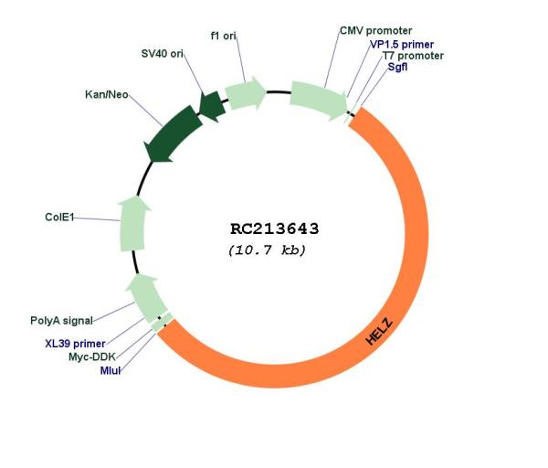 Circular map for RC213643