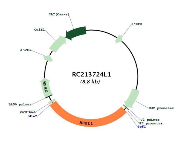 Circular map for RC213724L1