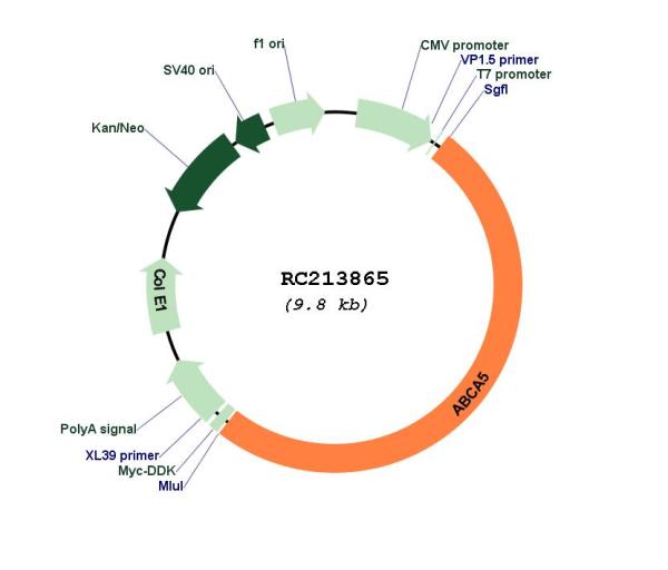 Plasmid Map for RC211552L3