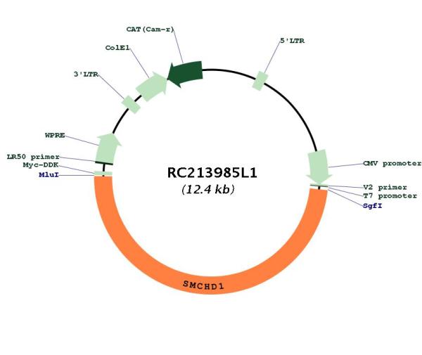 Circular map for RC213985L1