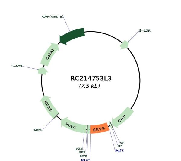 Circular map for RC214753L3