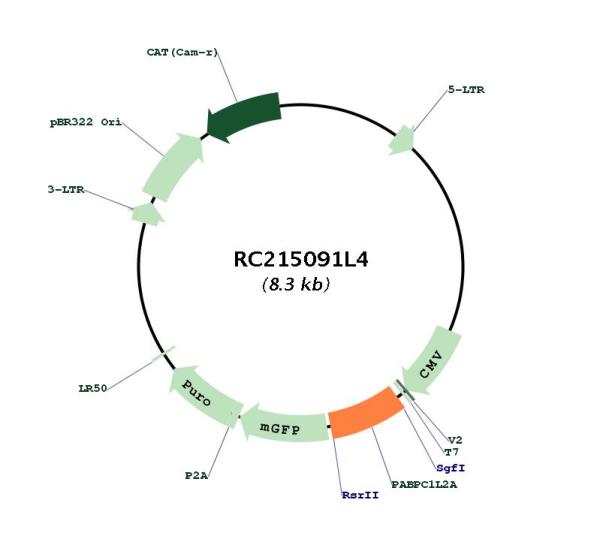Circular map for RC215091L4