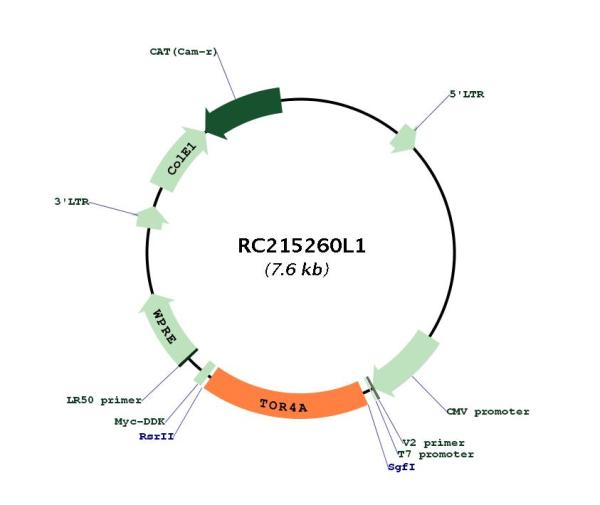 Circular map for RC215260L1