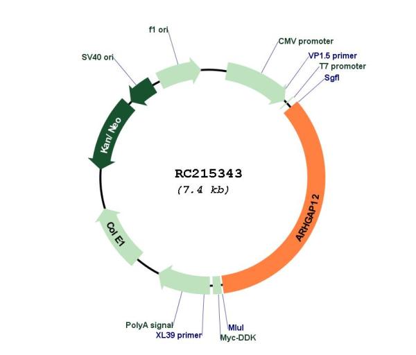 Circular map for RC215343