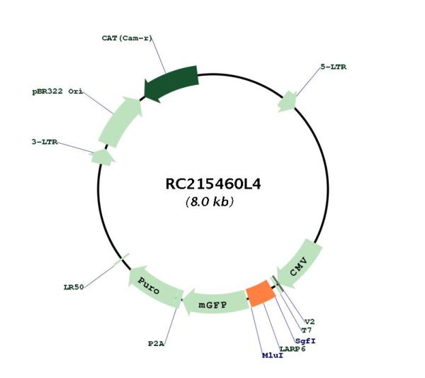 Circular map for RC215460L4