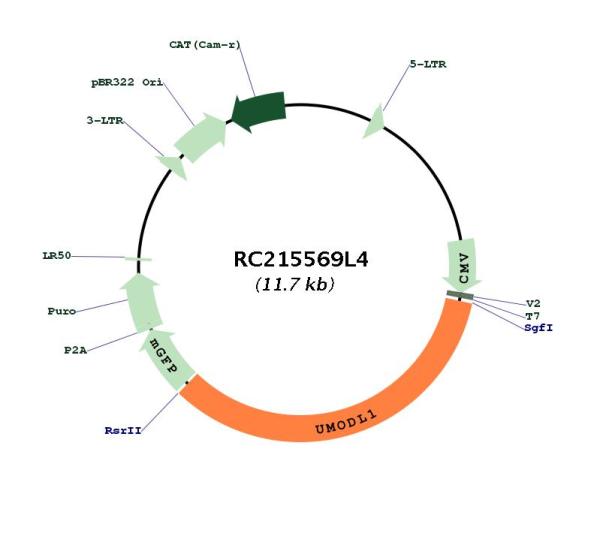 Circular map for RC215569L4